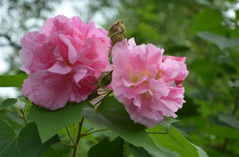 芙蓉是什麼花|芙蓉花(木槿屬植物):花卉名稱,基本信息,詳細介紹,花語,中藥材,基。